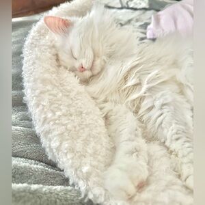 Meet your Posher, Mandi